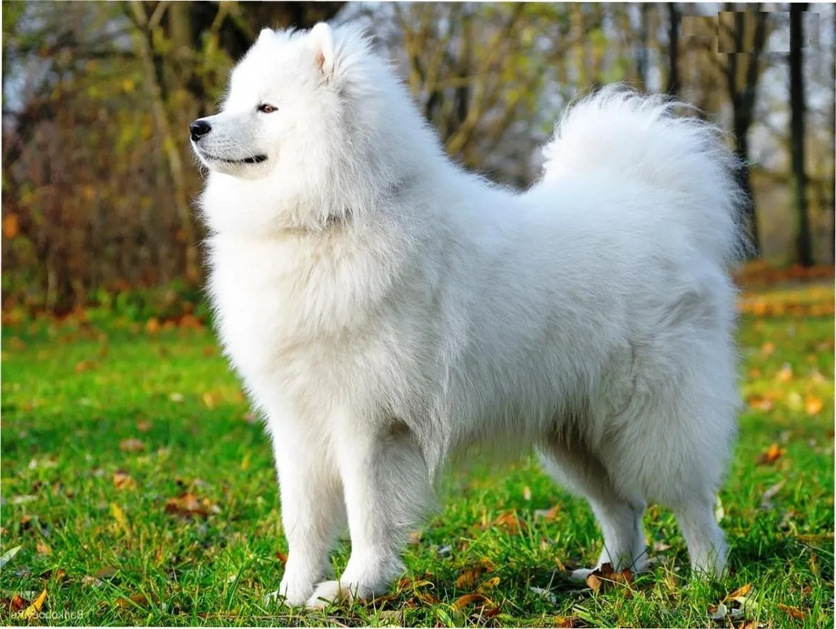 Самоїд Самоїд