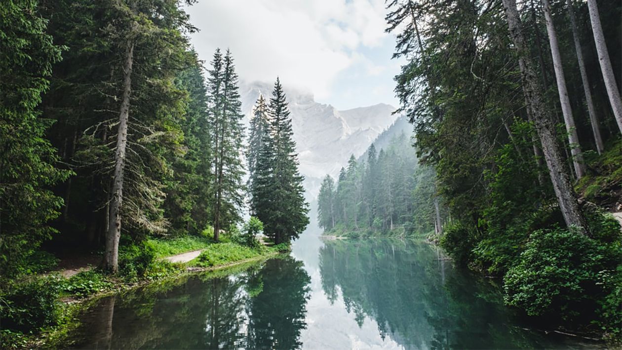 Сколько посадить деревьев, чтобы убрать собственный углеродный след Сколько посадить деревьев, чтобы убрать собственный углеродный след