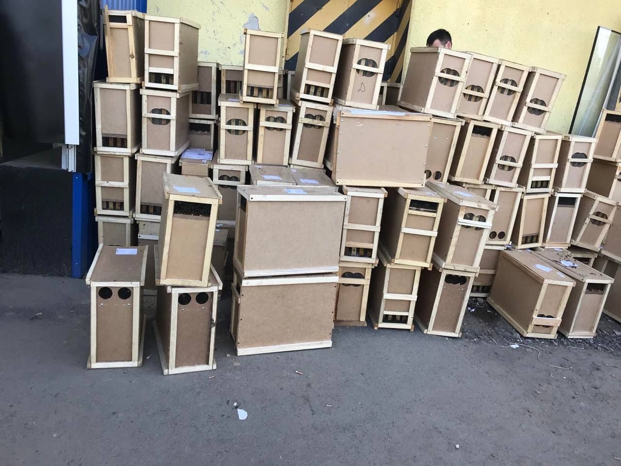 На Закарпатті у вантажівці Укрпошти загинули 8 мільйонів бджіл На Закарпатті у вантажівці Укрпошти загинули 8 мільйонів бджіл