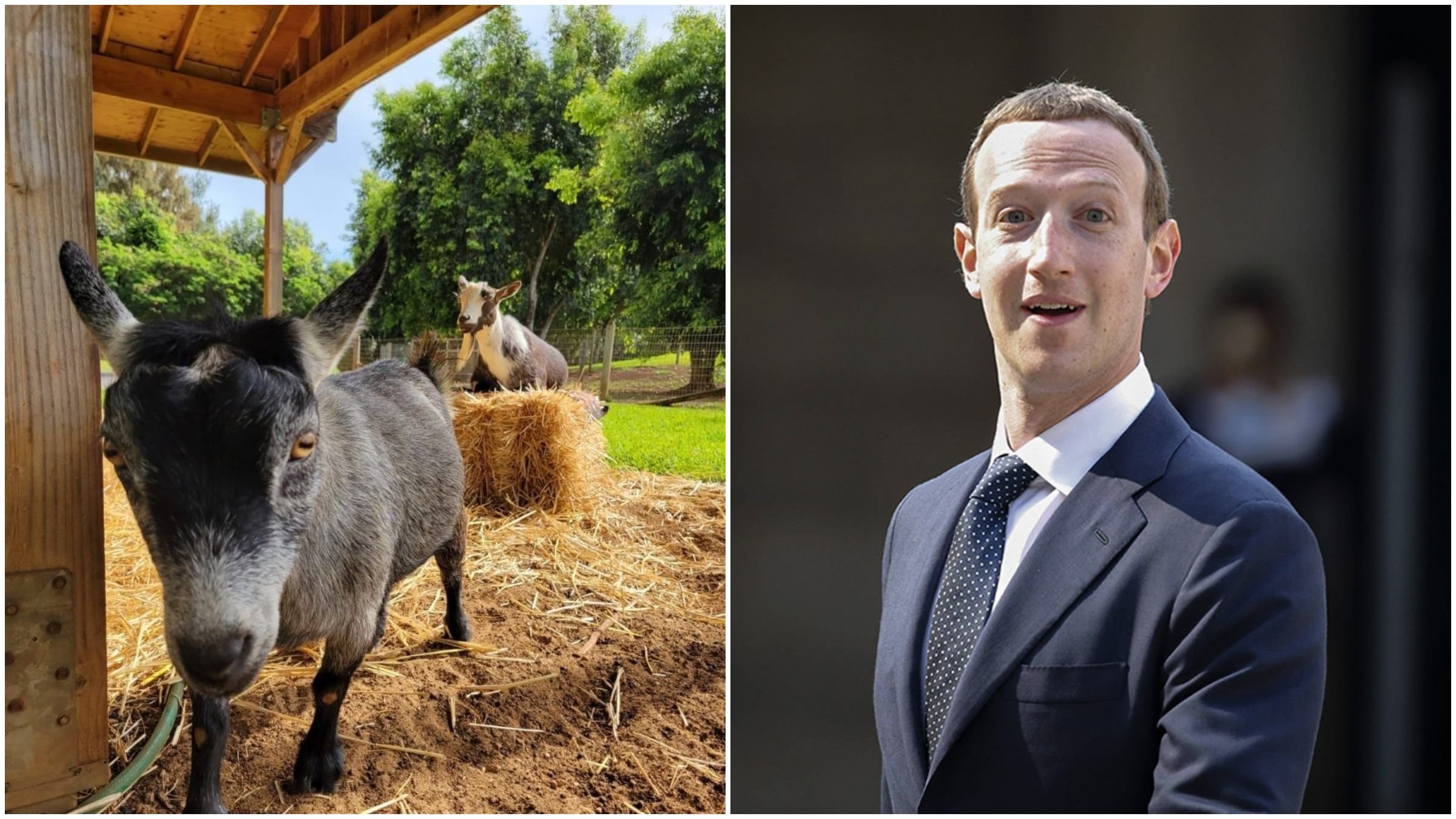 В Цукерберга есть козел, которого он назвал Биткоин: фото