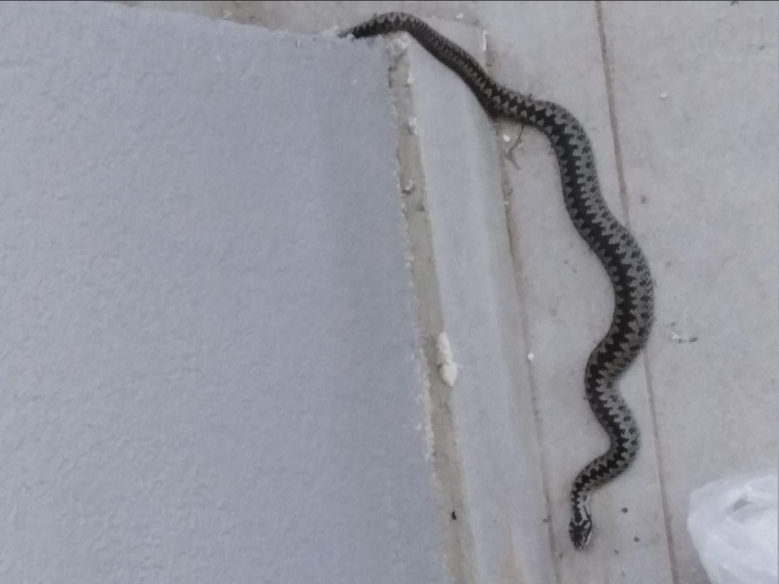 Львів'яни б'ють на сполох: на Рясному гадюки повзають біля школи та у під'їздах – фото Львів'яни б'ють на сполох: на Рясному гадюки повзають біля школи та у під'їздах – фото