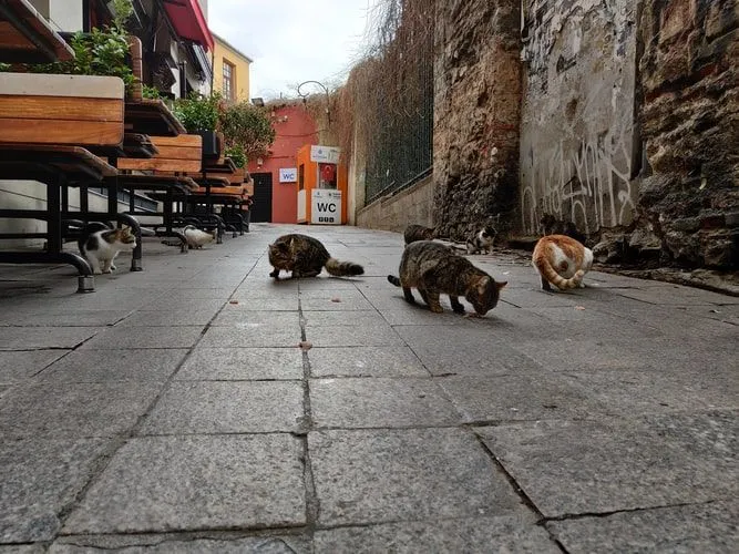 Коти на вулиці