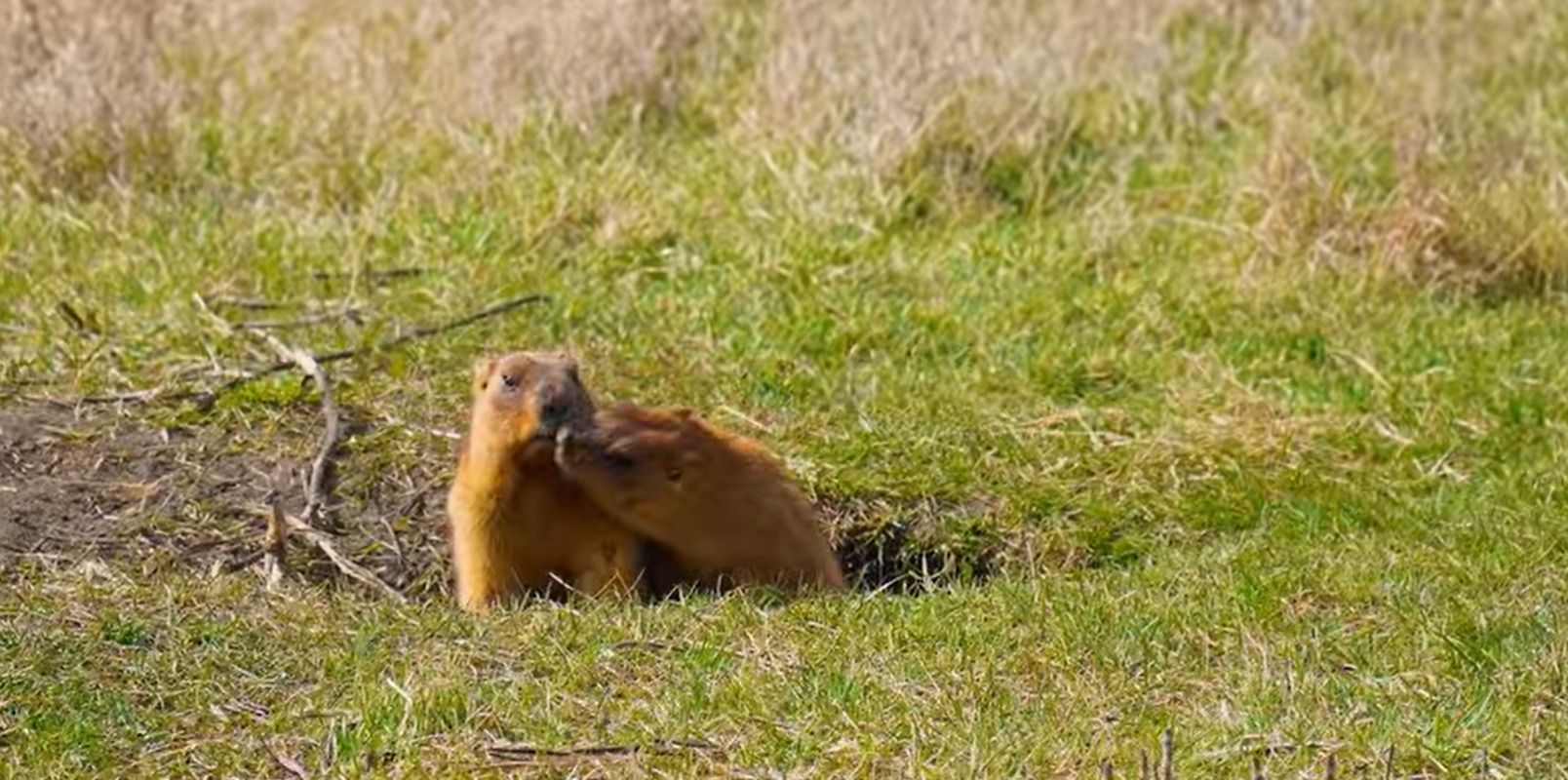 Игры сурков в Бельском заповеднике: видео Игры сурков в Бельском заповеднике: видео