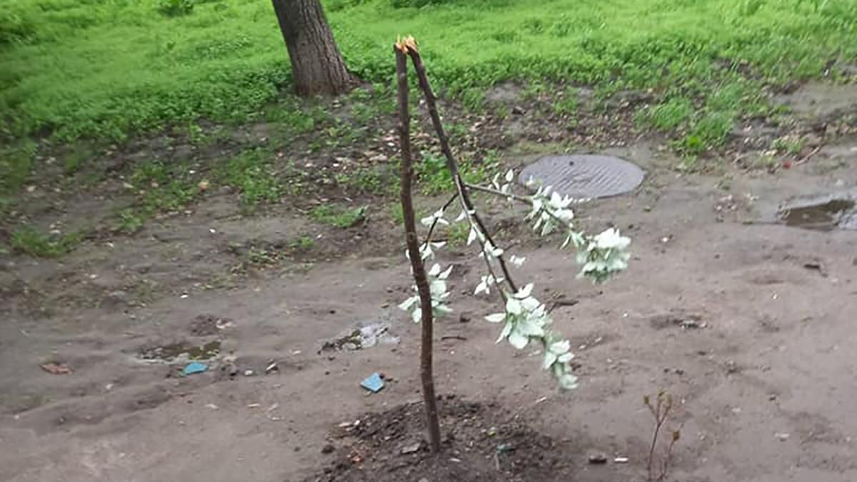 У Дніпрі п'яний підліток поламав дерева на новій алеї: деталі – фото