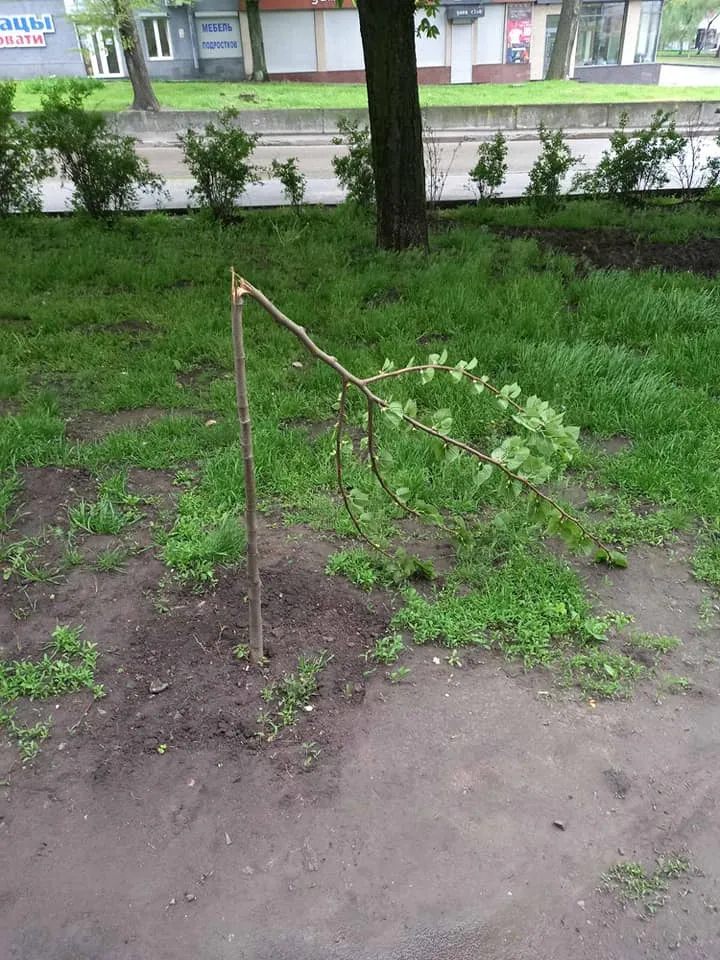 Хуліган Дніпра поліція п'яний Дерева Хуліган Дніпра поліція п'яний Дерева