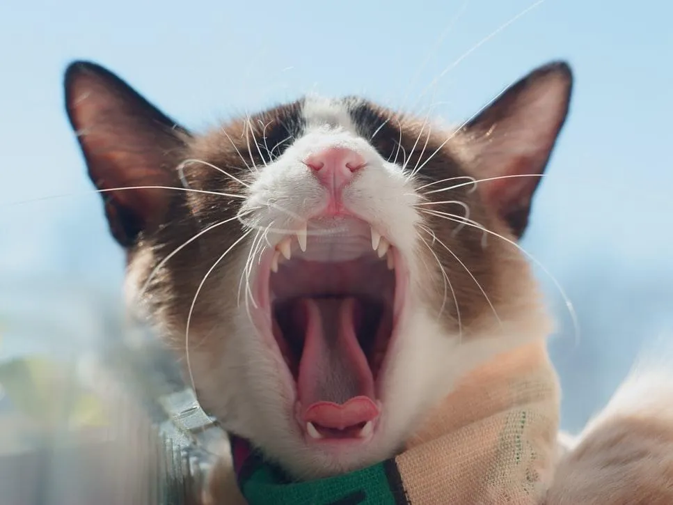 Коти нявчать, щоб спілкуватися з людьми Коти нявчать, щоб спілкуватися з людьми