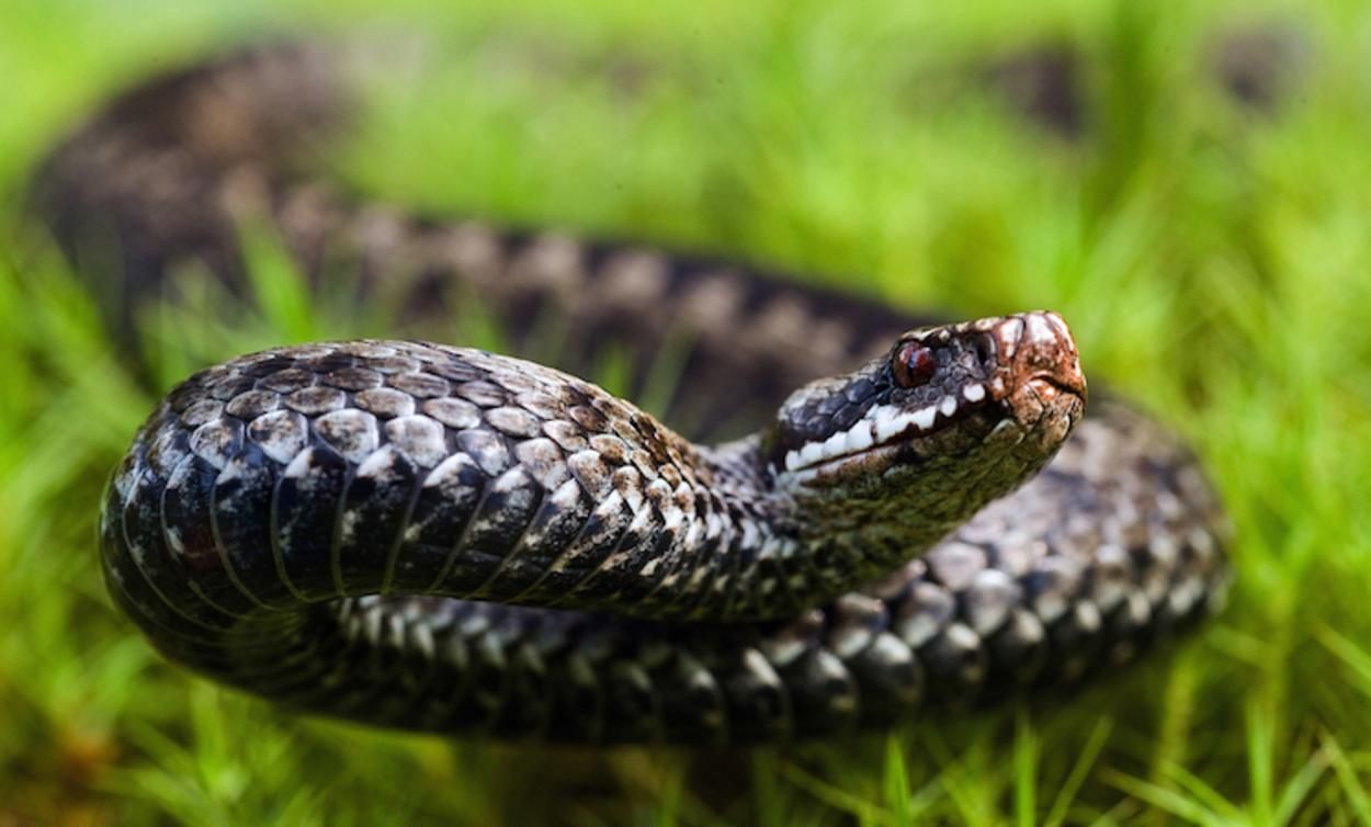 На Львовщине 72-летнюю бабушку укусила змея: женщина попала в больницу На Львовщине 72-летнюю бабушку укусила змея: женщина попала в больницу