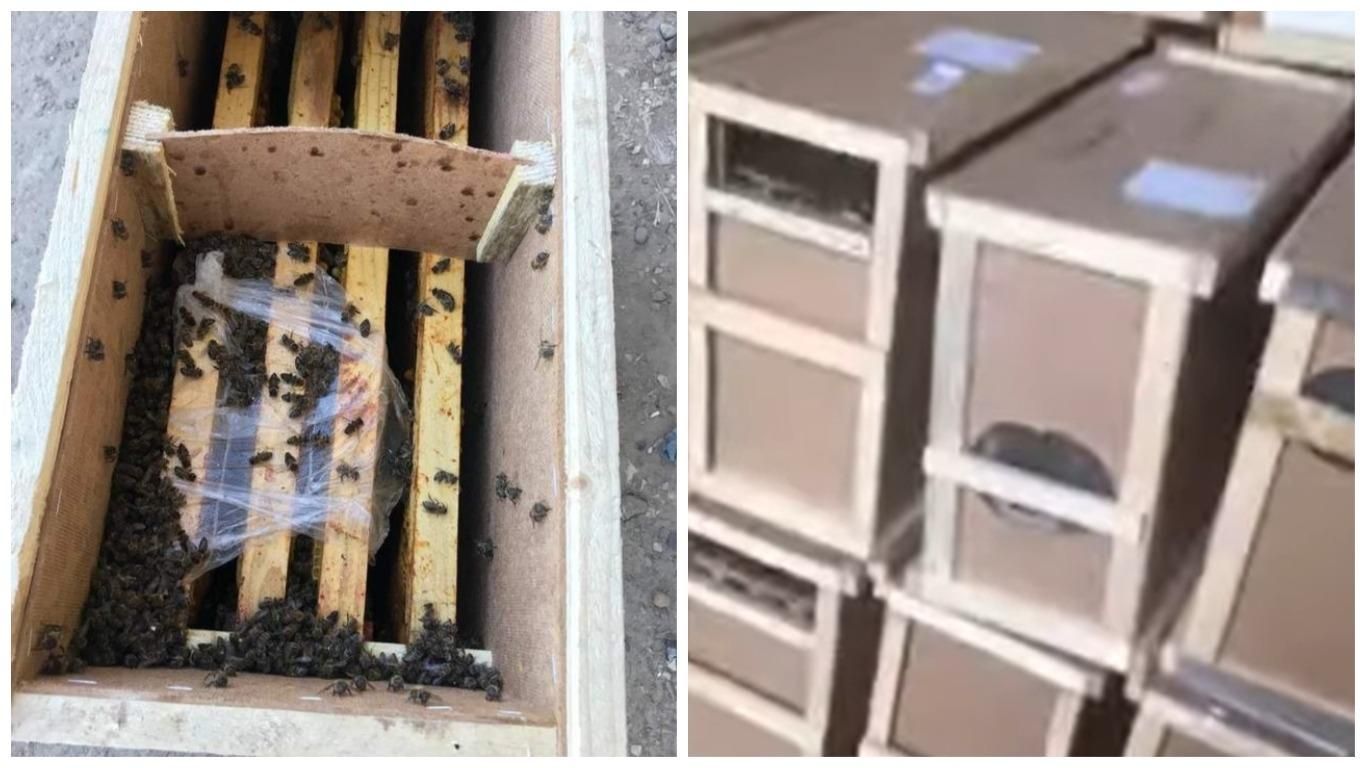 Умершие пчелы из грузовика Укрпочты на Закарпатье ожили: видео Умершие пчелы из грузовика Укрпочты на Закарпатье ожили: видео