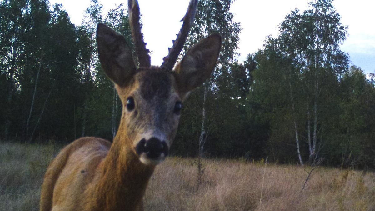 У Чорнобилі помітили чудових та рідкісних козуль: фото - Київ У Чорнобилі помітили чудових та рідкісних козуль: фото - Київ