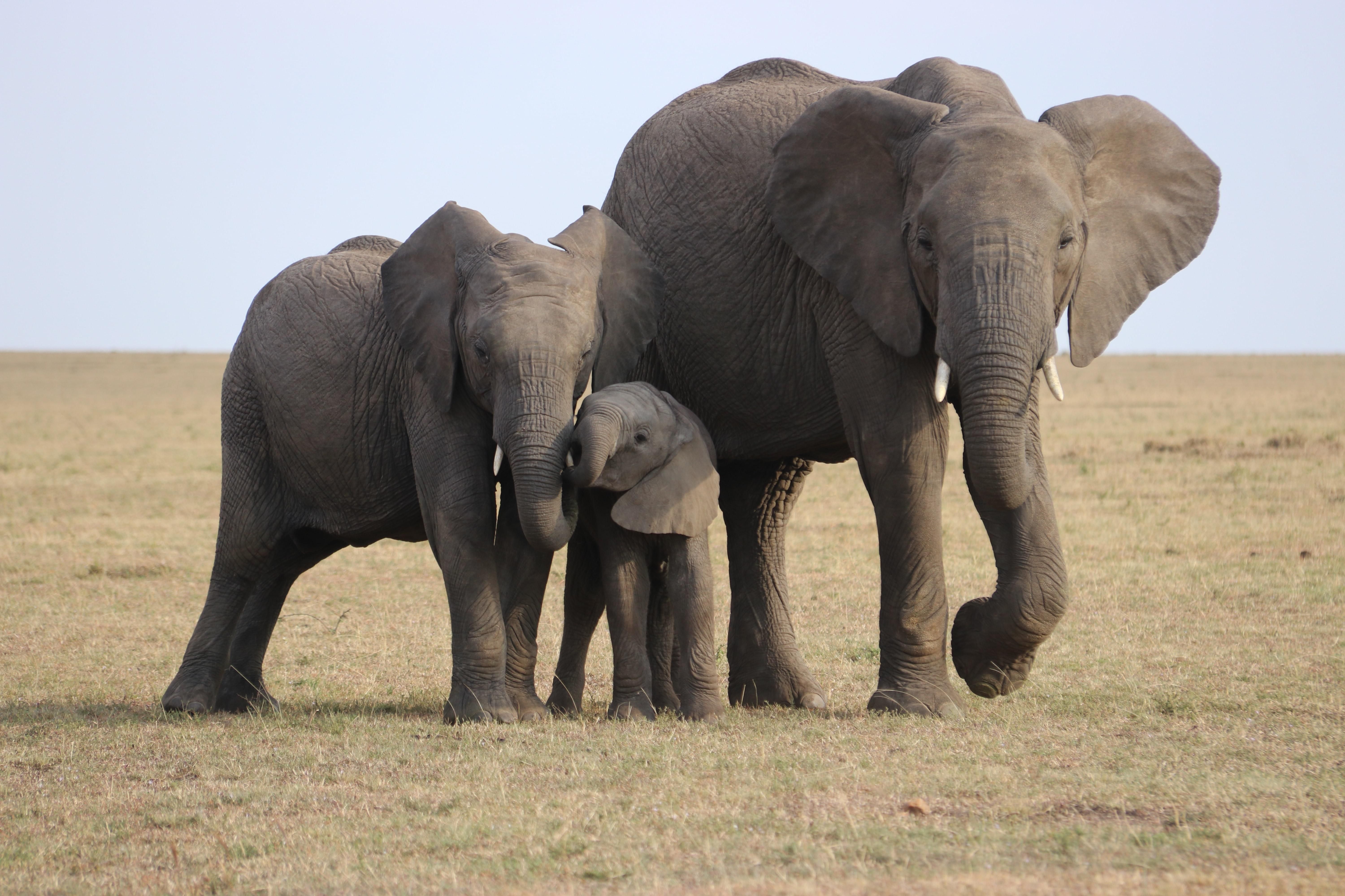 У лісі в Індії знайшли мертвим велике стадо диких слонів