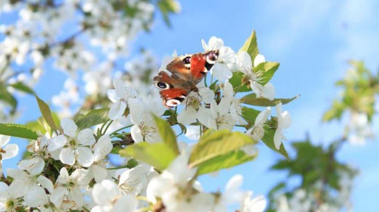Погода 16 травня 2021: прогноз від синоптиків України Погода 16 травня 2021: прогноз від синоптиків України