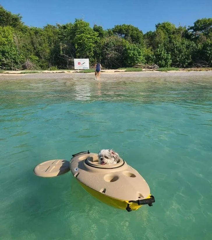 Шкода тільки, що він не вміє користуватися веслом Шкода тільки, що він не вміє користуватися веслом