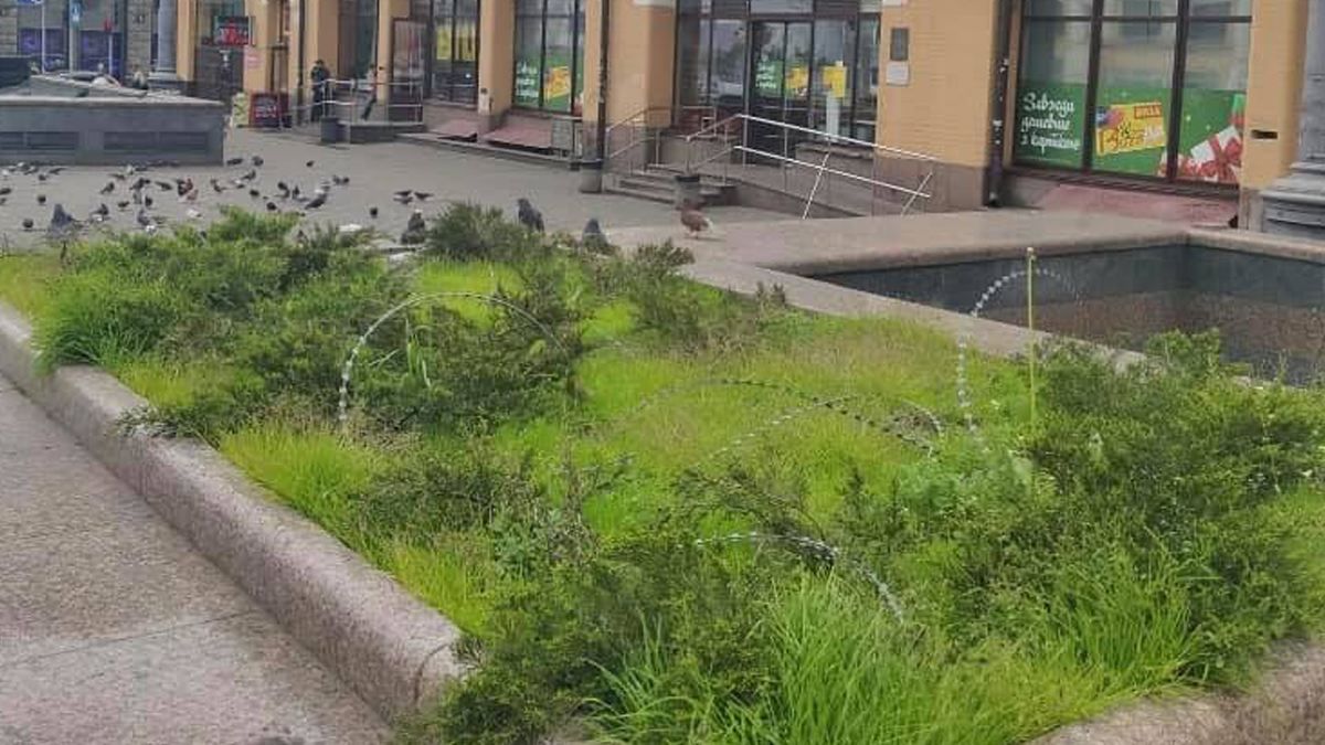 У Києві в центрі міста прикрасили клумби колючим дротом: фото У Києві в центрі міста прикрасили клумби колючим дротом: фото