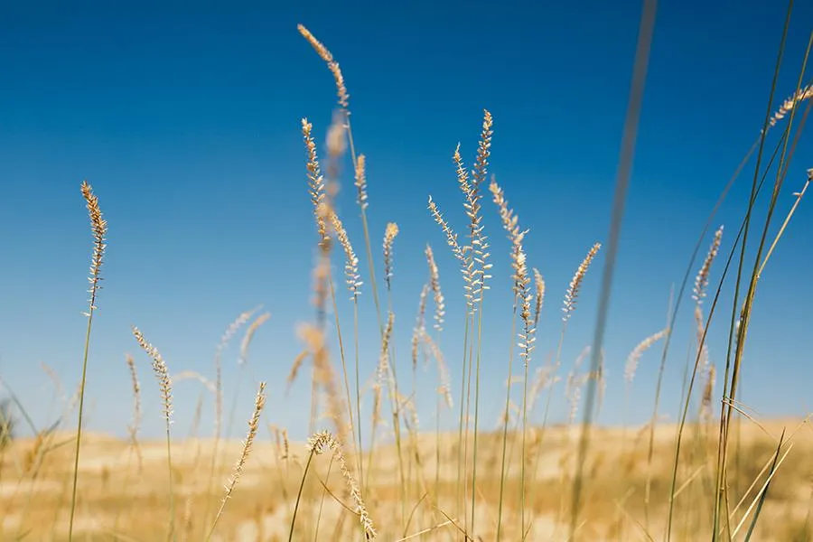 Олешківські піски Олешківські піски