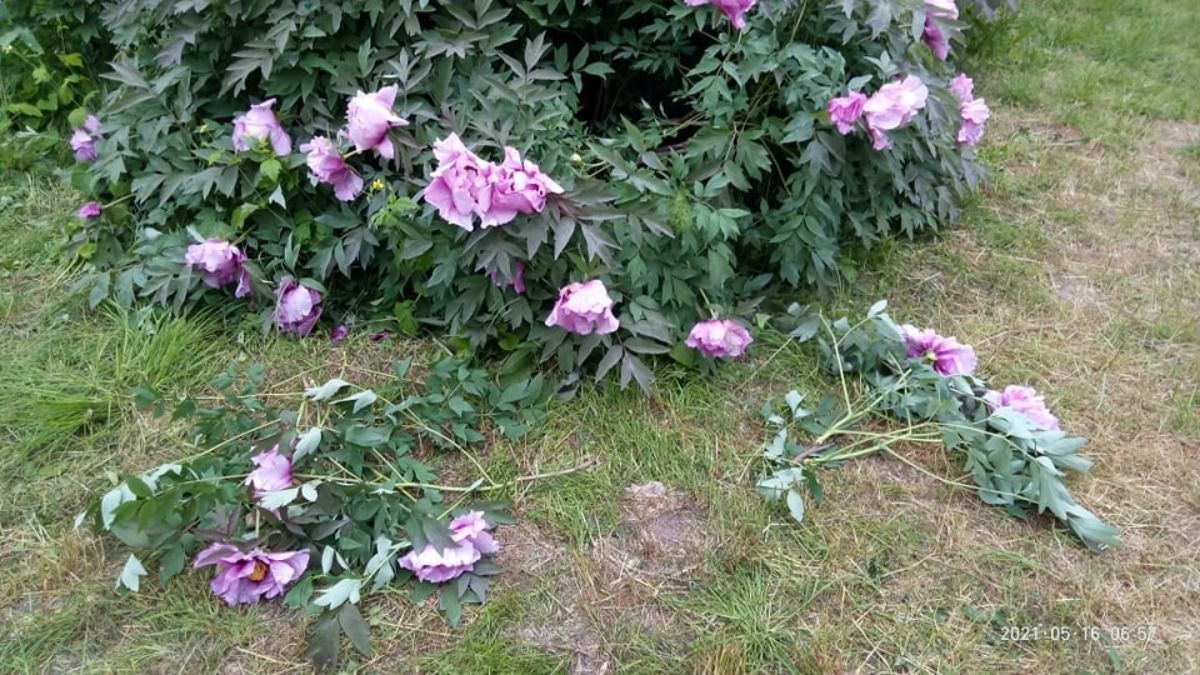 В первый день открытия посетители одесского ботсада вытоптали цветы