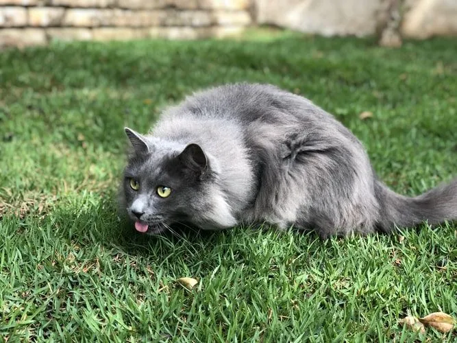 Кіт у траві