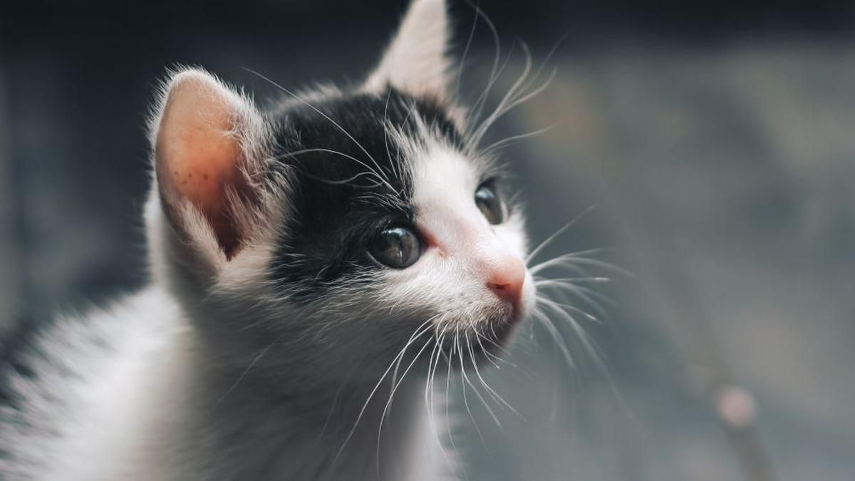 На Троєщині у Києві кішку з чотирма кошенятами викинули з висоти На Троєщині у Києві кішку з чотирма кошенятами викинули з висоти