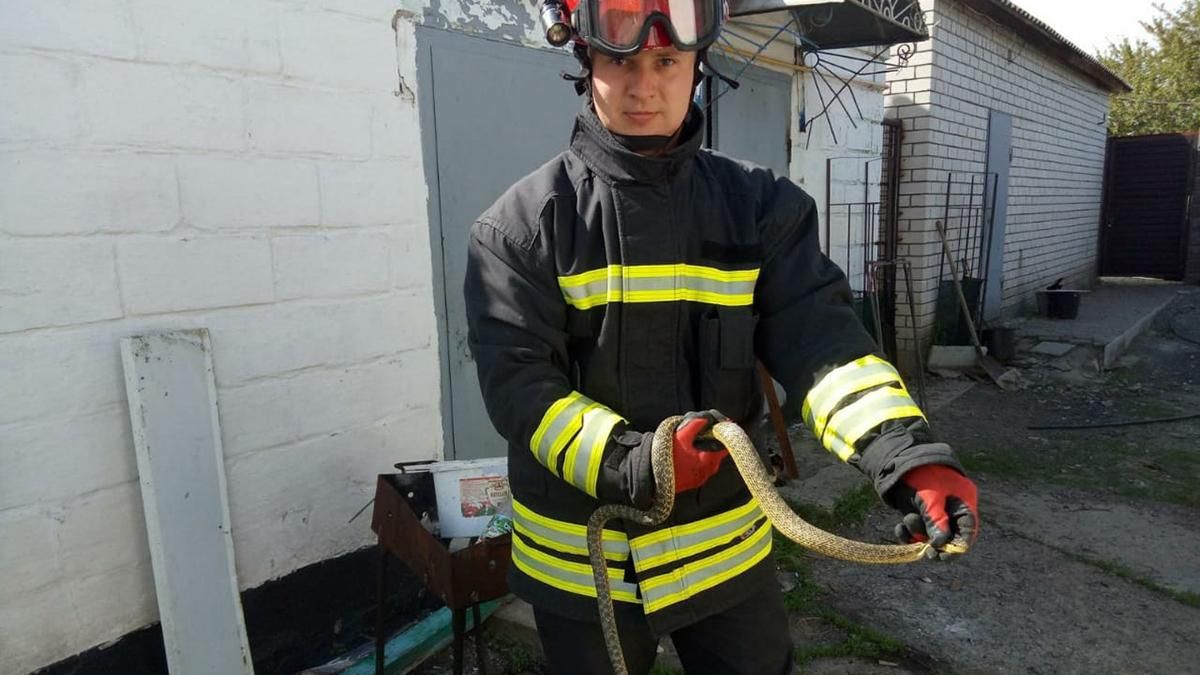 Под Днепром во двор частного дома залезла змея - фото