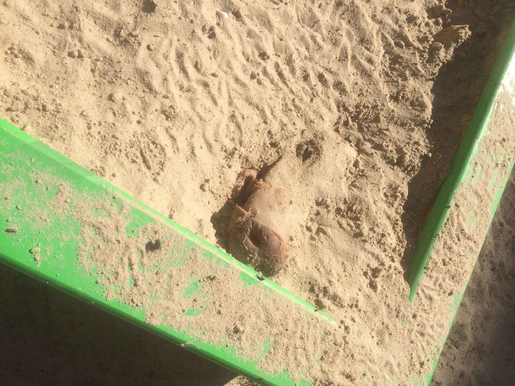 У Києві на дитячому майданчику знайшли закопану свинячу голову