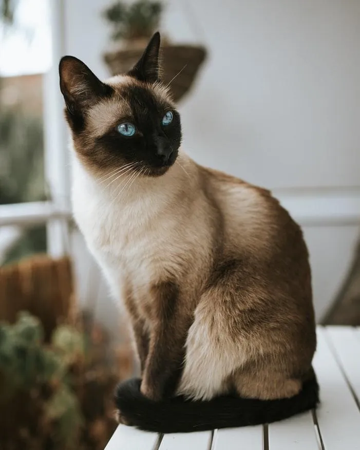 Сіамські коти історія Сіамські коти історія
