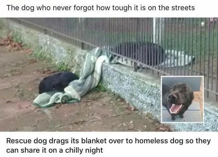 Пес поділився свою ковдрою з бездомним товаришем
