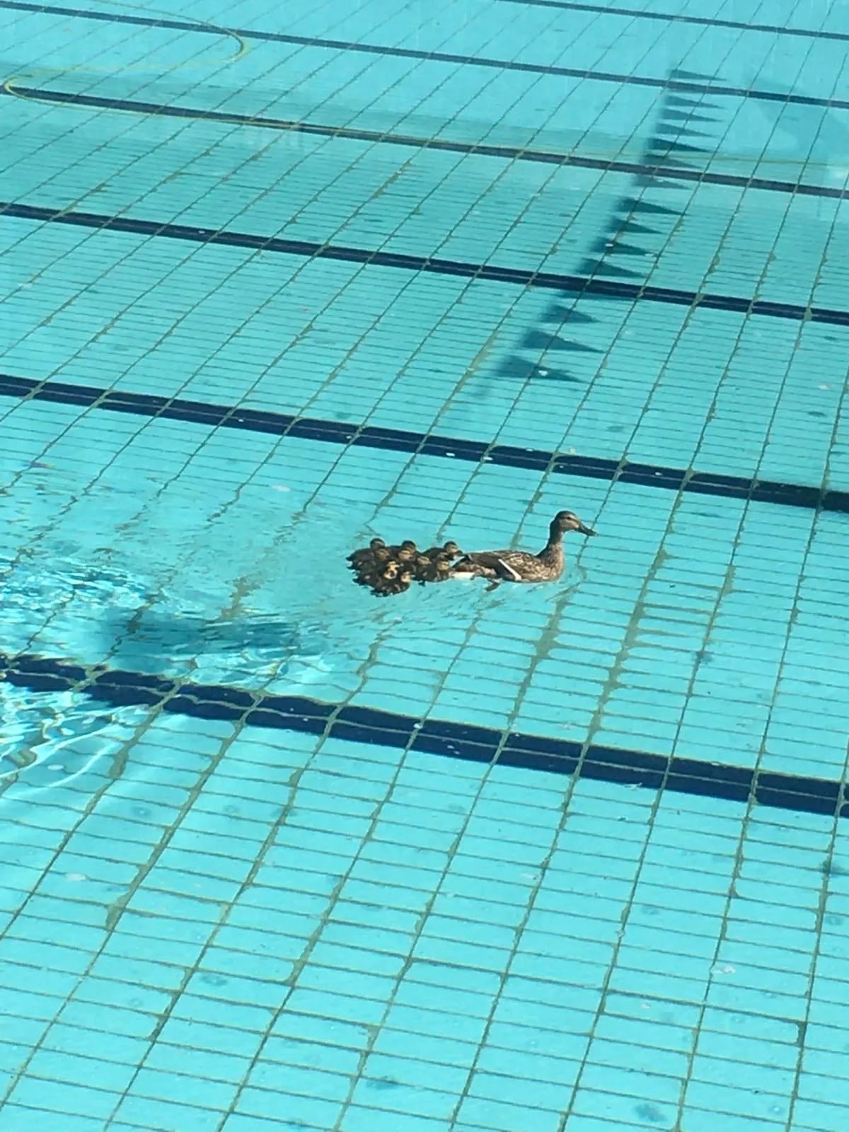 Перевірили водичку: у басейн львівського спорткомплексу прилетіла качка з каченятами – відео