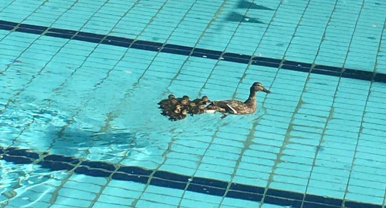 Проверили водичку: в бассейн львовского спорткомплекса прилетела утка с утятами - видео 