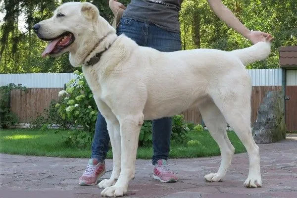 Алабай розміри Алабай розміри