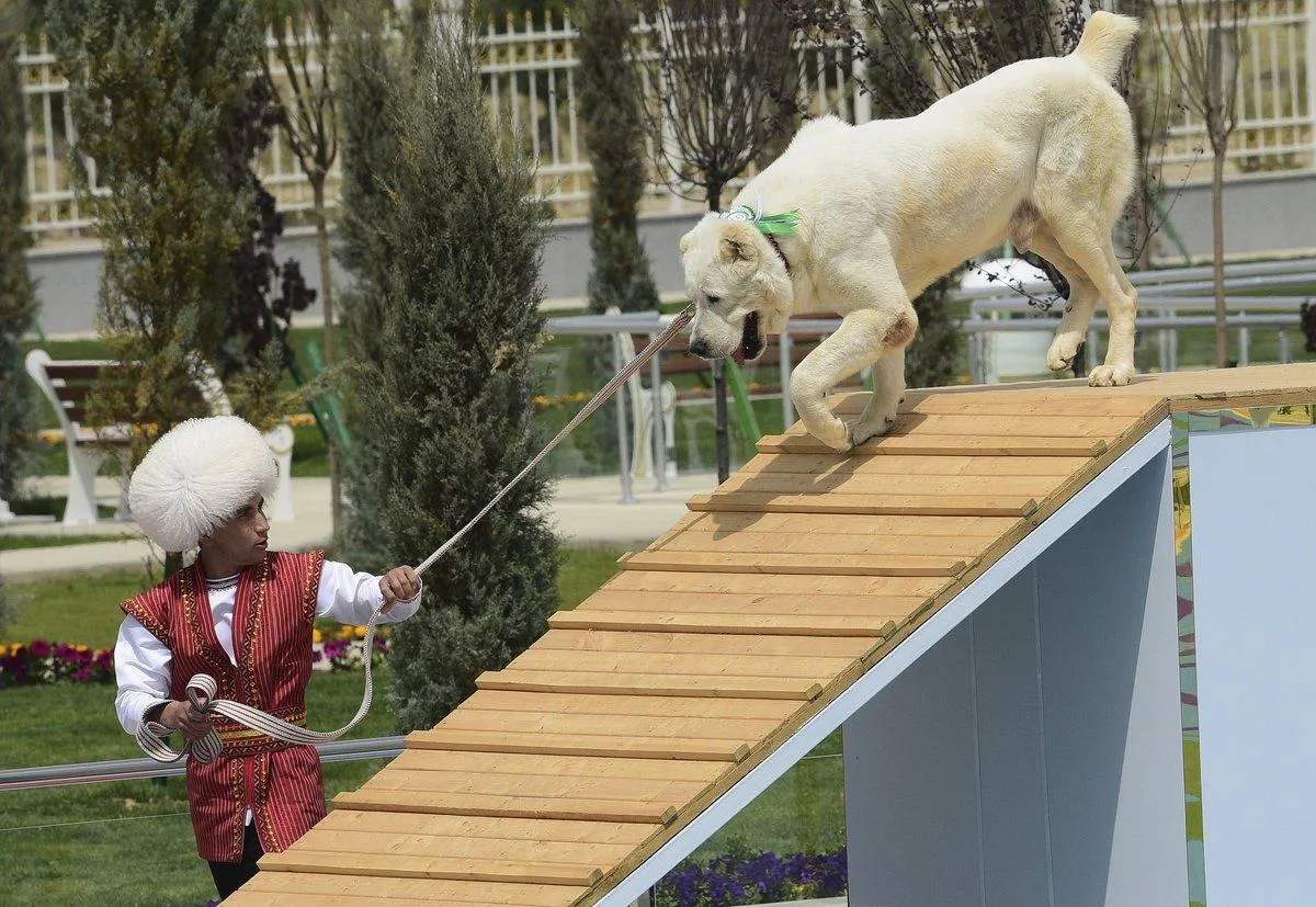 Алабай на конкурсі Алабай на конкурсі