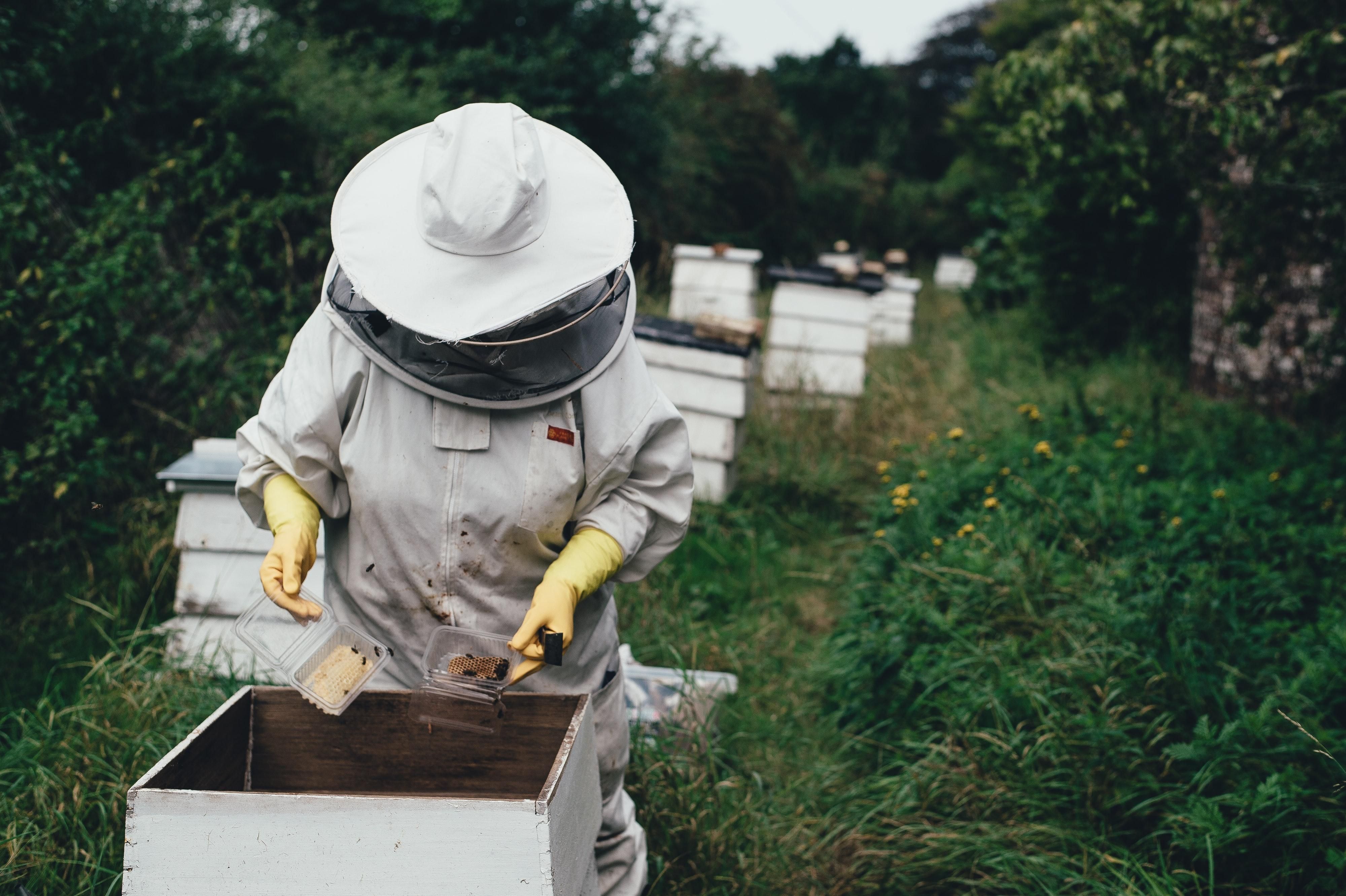Пчеловоды подсчитали убытки после зимы - причины и советы от эколога
