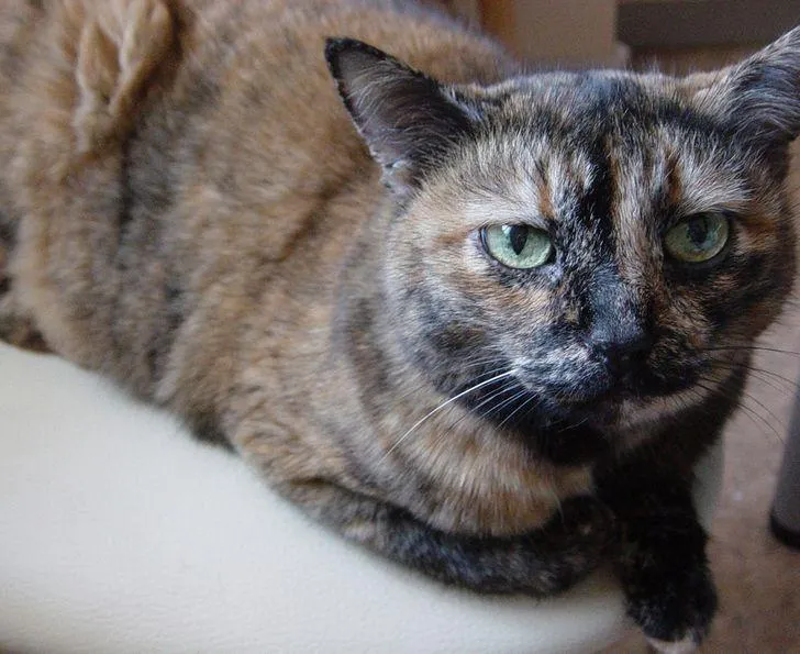 Фото Facenapalm / Pikabu Фото Facenapalm / Pikabu