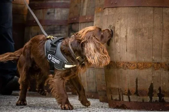 Інспектуватиме дерев'яні бочки: завод з виробництва віскі найняв на роботу собаку