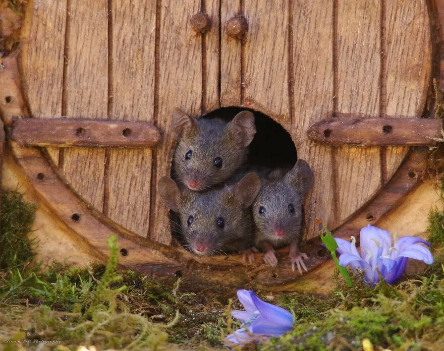 Мишенята визирають з хатинки