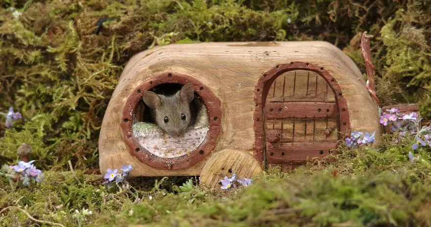 Мишка у своєму будиночку