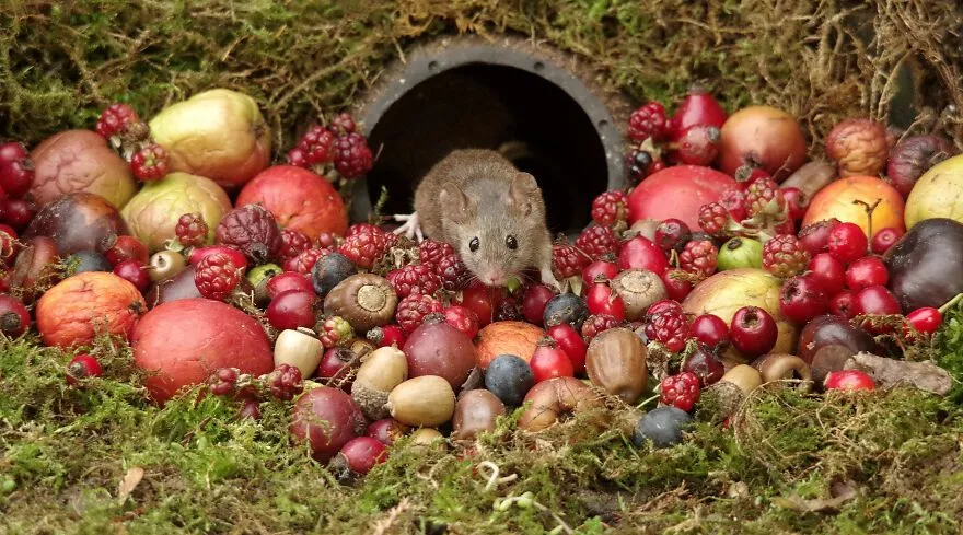 Мышка и урожай ягод