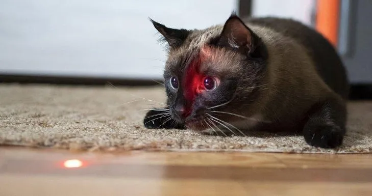 Кіт і лазер