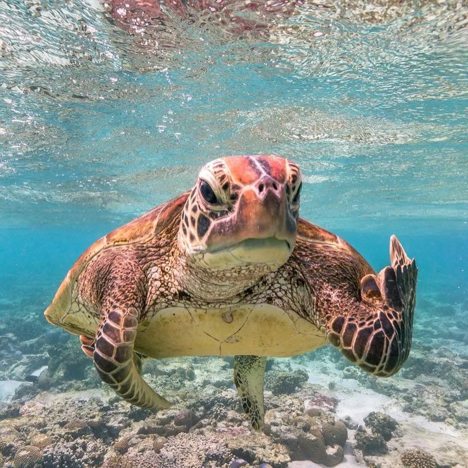 Черепашка Террі Черепашка Террі