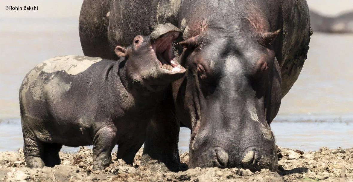 Бегемотики Бегемотики