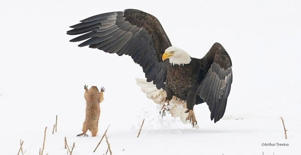 Орел і бобер Орел і бобер