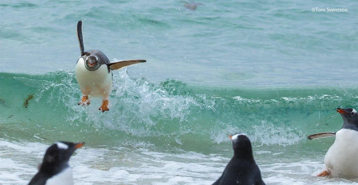 Пінгвіни у хвилях