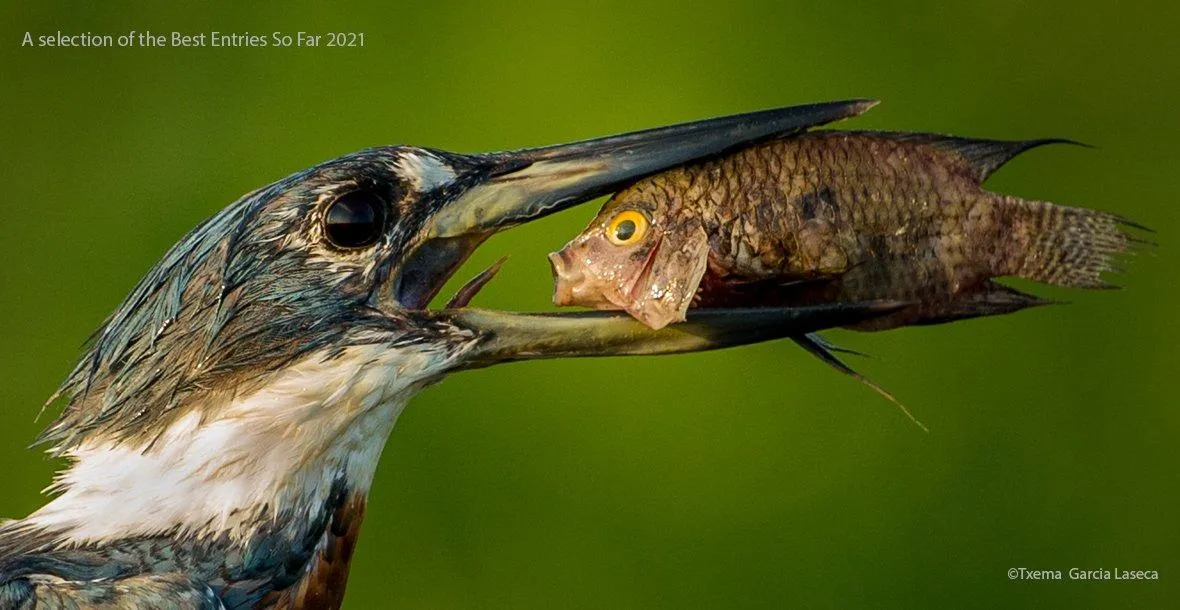 Колібрі і рибка Колібрі і рибка