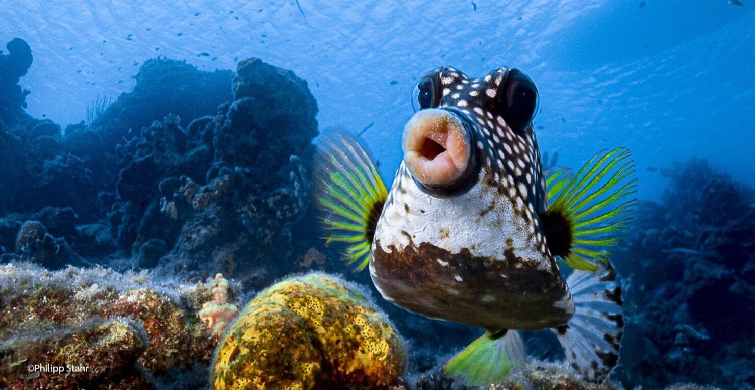 Comedy Wildlife Photography Awards 2021: фото номинантов конкурса