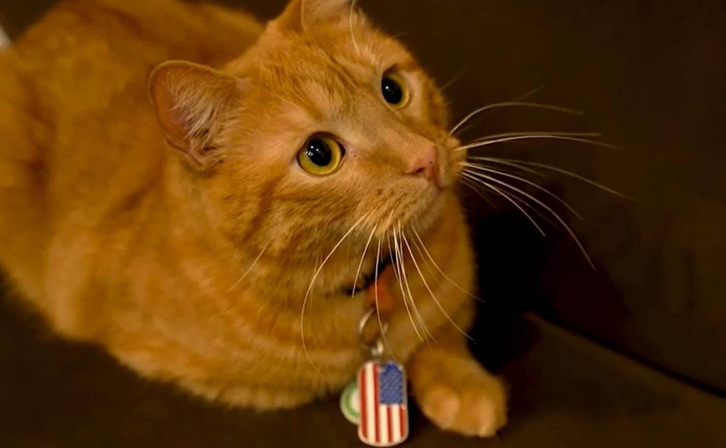 Котячий мер Дніпра Байден: як кіт живе у міській раді Котячий мер Дніпра Байден: як кіт живе у міській раді