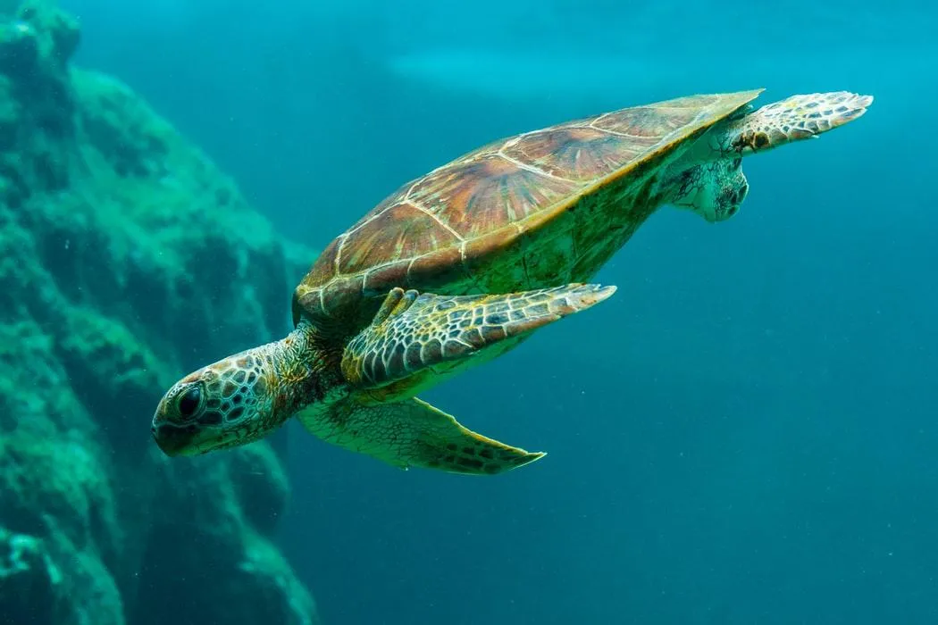 У воді черепахи можуть розвивати швидкість до 35 кілометрів на годину У воді черепахи можуть розвивати швидкість до 35 кілометрів на годину