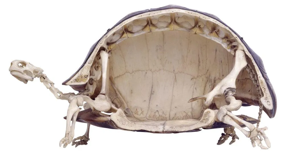 Черепаха не живе всередині панцира – її тіло і є панцир