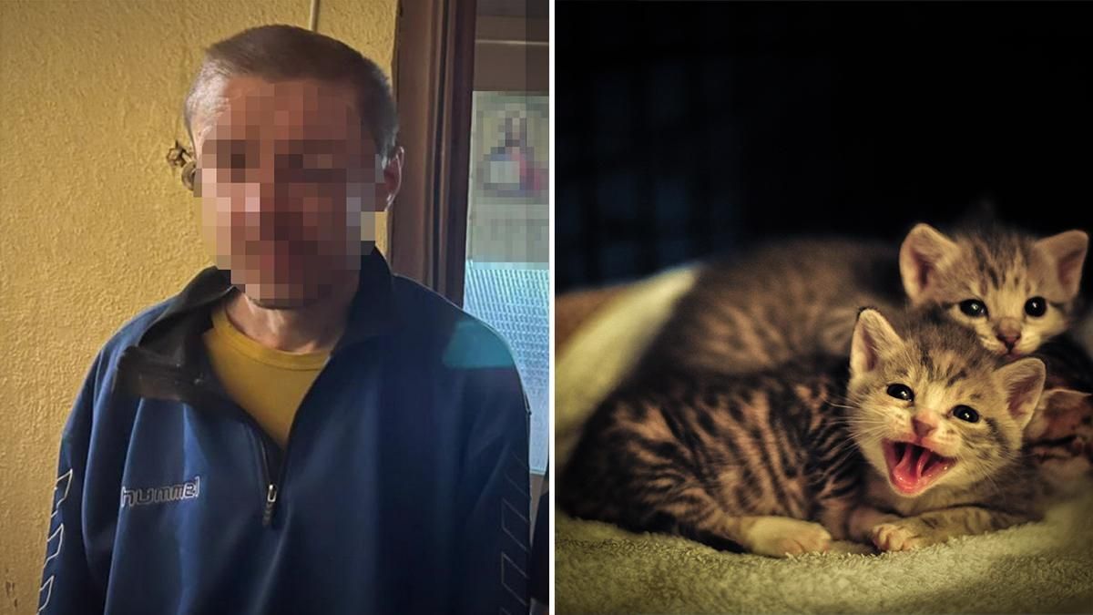 В Киеве мужчина выбросил из окна кошку с котятами: светит до 8 лет