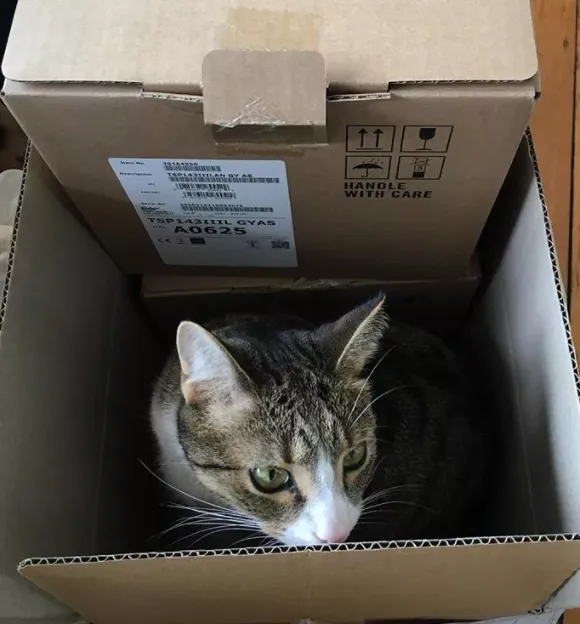 Кіт у коробці Кіт у коробці