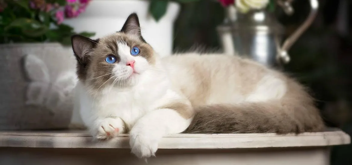 Редгол Редгол