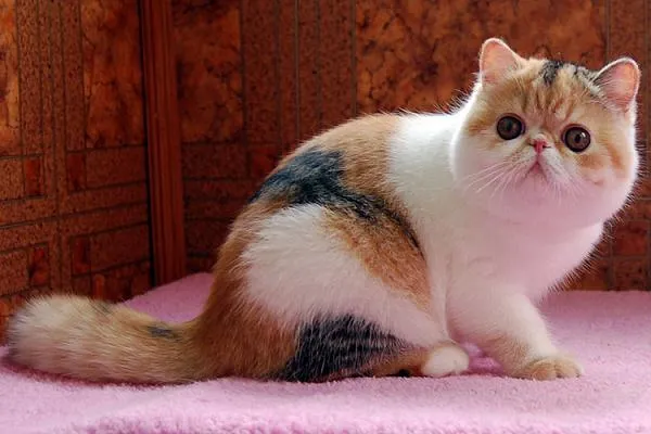 Екзотична кішка Екзотична кішка