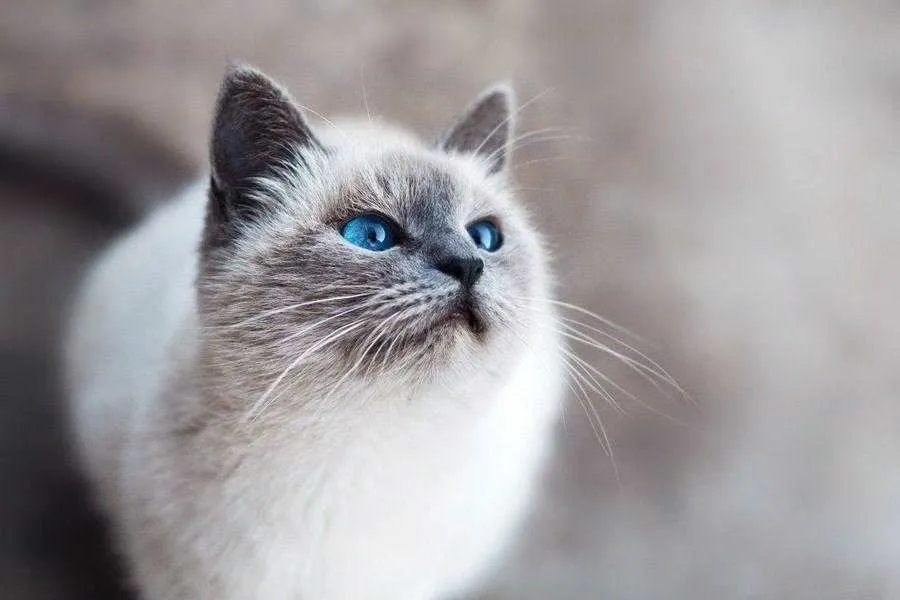 Бірманська кішка Бірманська кішка